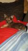 Chihuahua welpen 11 wo